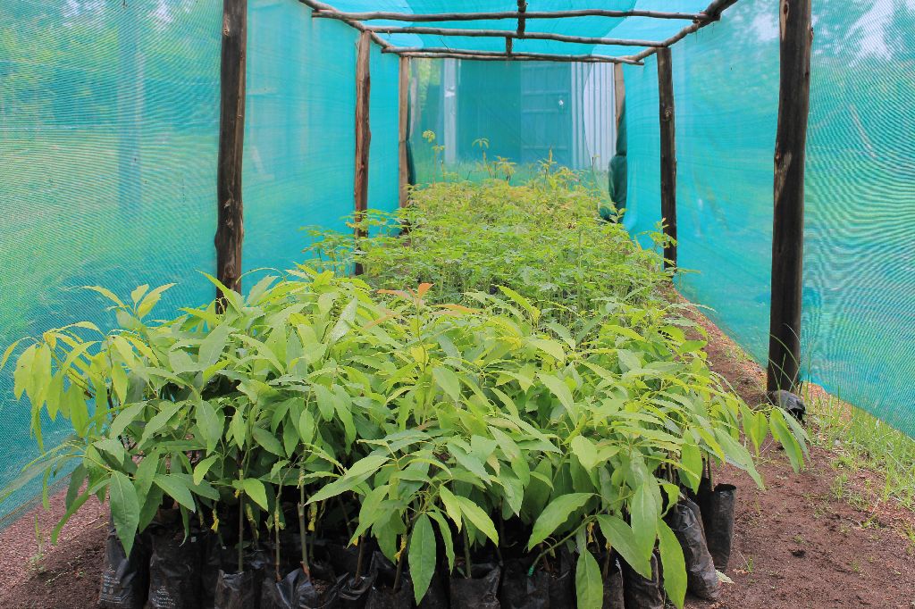 A nursery bed of grafted mango seedlings in Bombaba Borabu Ward
