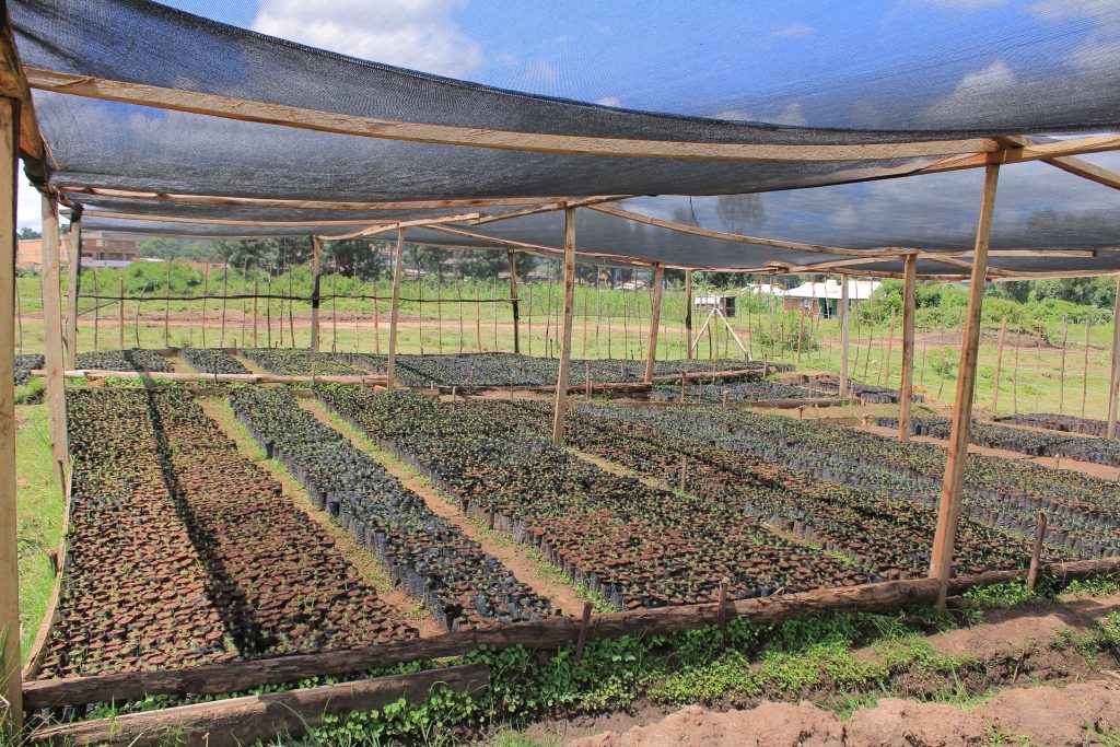 Nyangusu Nursery Side view