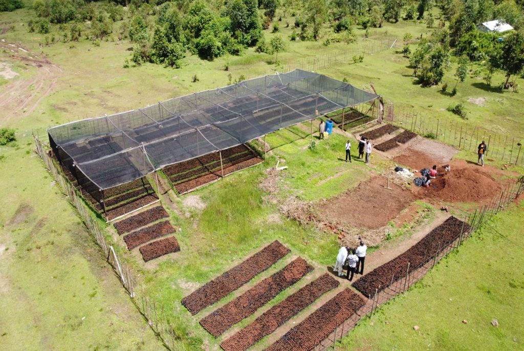 Nyangusu Indigenous Tree Nursery